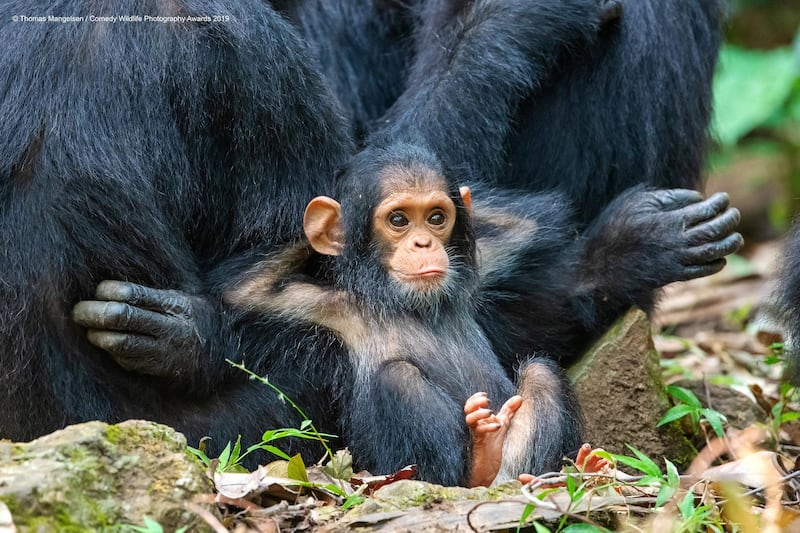 The Comedy Wildlife Photography Awards 2019
Thomas Mangelsen
Jackson
United States
Phone: 307-733-6179
Email: andrew@mangelsenstock.com
Title: Laid Back
Description: On the last day in Gombe Stream National Park, magic happened when a family group of a dozen chimps came down from the trees into a clearing. It was almost as if to offer a greeting to their most passionate human advocate, Dr. Jane Goodall. This photograph is of a ten-month-old chimp named Gombe, grandson of Gremlinâ€”a chimp that Jane studied and knew well. Gombe was leaning against his mother, Glitter. This image speaks to the similar behaviors between our closest relatives in the animal world.
Animal: Chimpanzee
Location of shot: Gombe Stream National Park, Tanzania