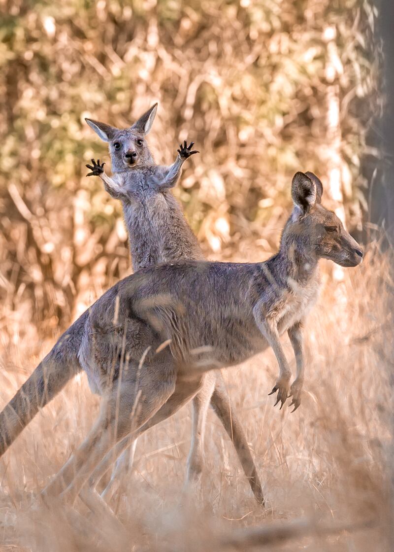 A grey Kangaroo at Westerfolds Park, Melbourne. Lara Matthews / Comedywildlife