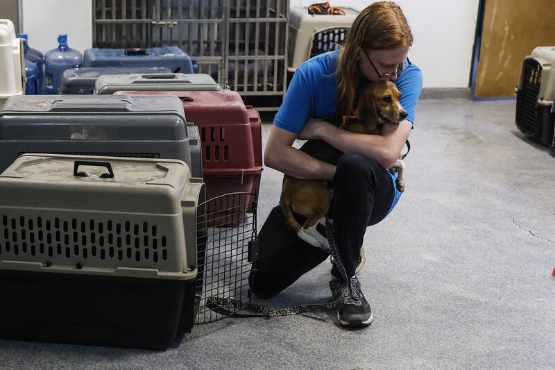 Daniel, a staff member with Homeward Trails Animal Rescue, hugs a beagle after returning from the Paw Prints Animal Hospital in Maryland for veterinary appointments. Anna Moneymaker / Getty Images / AFP
