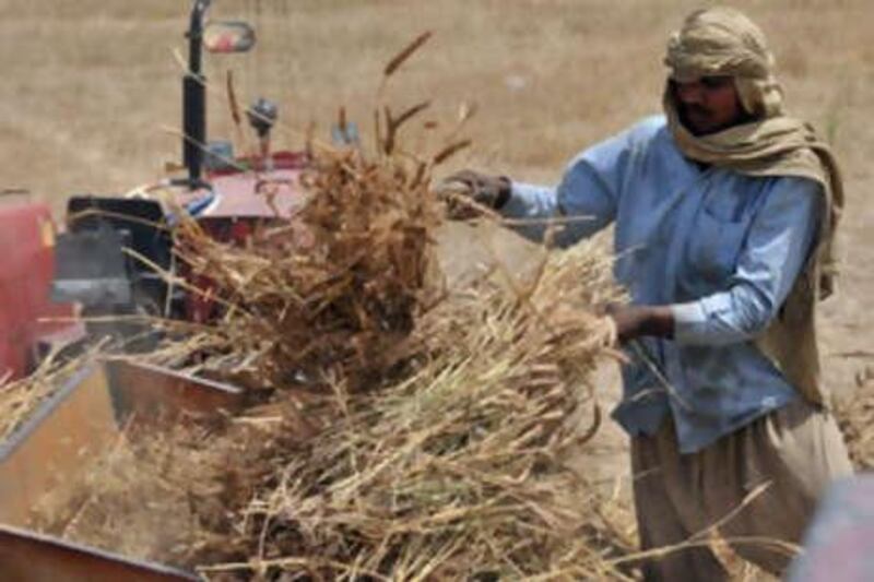 A Pakistani farmer thrashes wheat with the help of a machine in a field in Lahore.