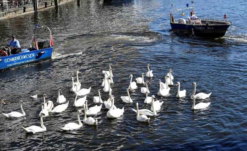 Swans are caught at Hamburg's inner city lake Alster.  Due to hot weather the swans are collected from waterways around the city and taken to where they usually spend the winter. Reuters