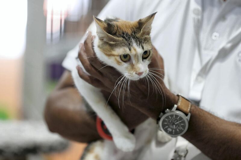 ABU DHABI ,  UNITED ARAB EMIRATES , AUGUST 28 – 2019 :- One of the caretaker holding the cat for adoption at the Cloud 9 Pet Hotel & Care stand during the ADIHEX 2019 held at ADNEC in Abu Dhabi. ( Pawan Singh / The National ) For News.. Story by Daniel 