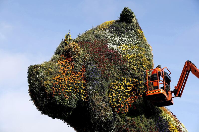 A gardener places flowers on 'Puppy', the Guggenheim Museum's West Highland white terrier topiary in Bilbao, Spain. EPA