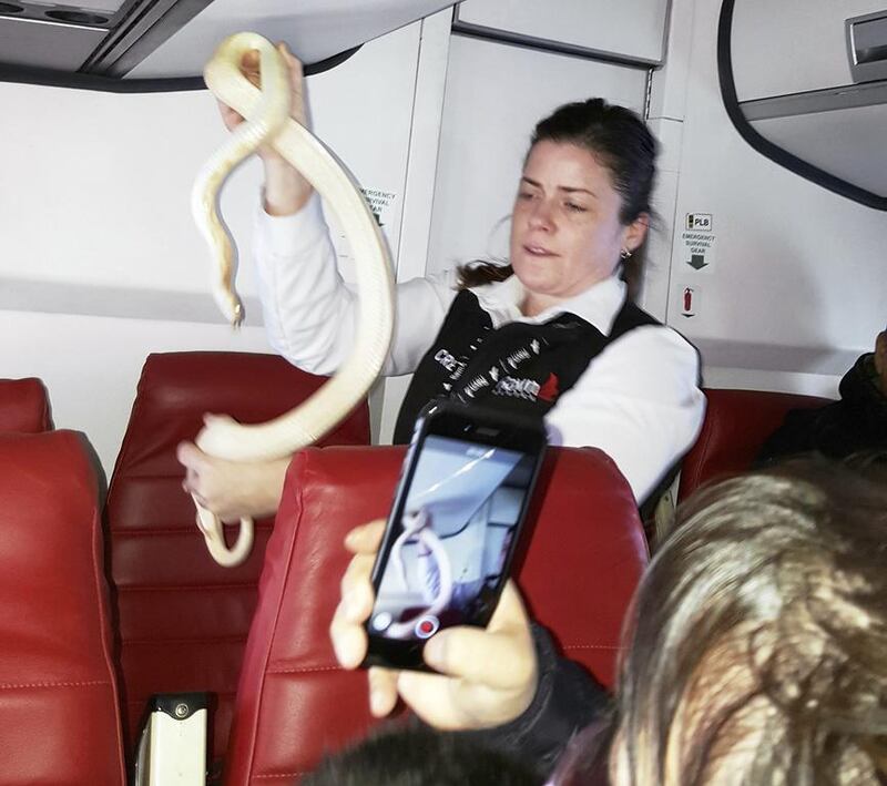 A flight attendant holds a snake found on a Ravn Alaska flight between Aniak, Alaska and Anchorage. The snake escaped from a passenger on a previous flight. Anna McConnaughy via AP