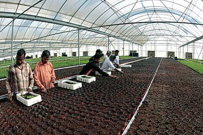 Farmers plant seedlings at a prototype farm in Umm Salal Mohammed, north of Doha, last week. Al Sulaiteen Agricultural and Industrial Complex produces vegetables and plants and has 40 hectares of land.