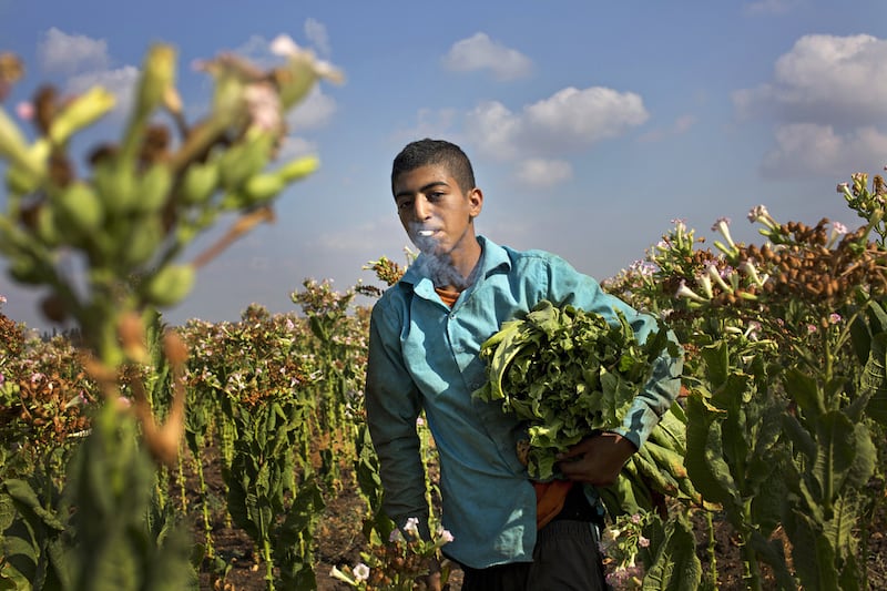 Palestinian field worker Rama, 19, smokes as he works collecting tobacco leaves in the fields of Zabouba village, near Jenin. He works for the Atatreh family who produce cigarettes. Heidi Levine for The National