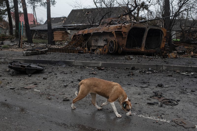 A dog walks past the wreckage of a Russian armored personnel carrier, in Dmytrivka, Kyiv region. Getty Images