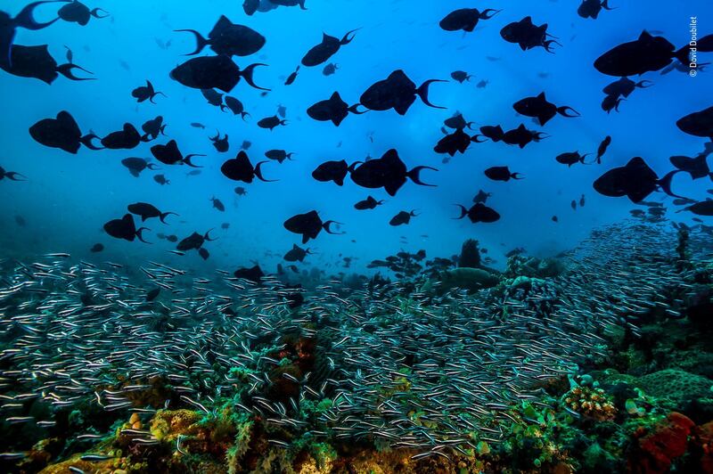 Convict blennies (Pholidichthys leucotaenia) red tooth triggerfish, Odonus niger, Verde island Passage, Puerto Galera, Philippines, a cornerstone of the Coral triangle