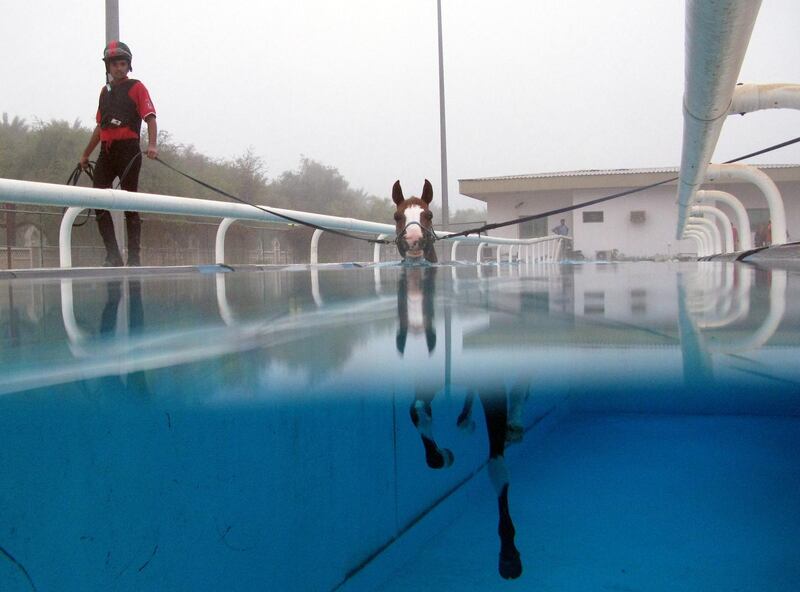 Abu Dhabi, UAE - October 16, 2008 - Arabian racing studs from Al Harif Stable train in a swimming pool at The Abu Dhabi Golf & Equestrian Club. (Nicole Hill / The National) AD 2008 *** Local Caption ***  NHHorseSwim06.jpgNHHorseSwim06.jpg