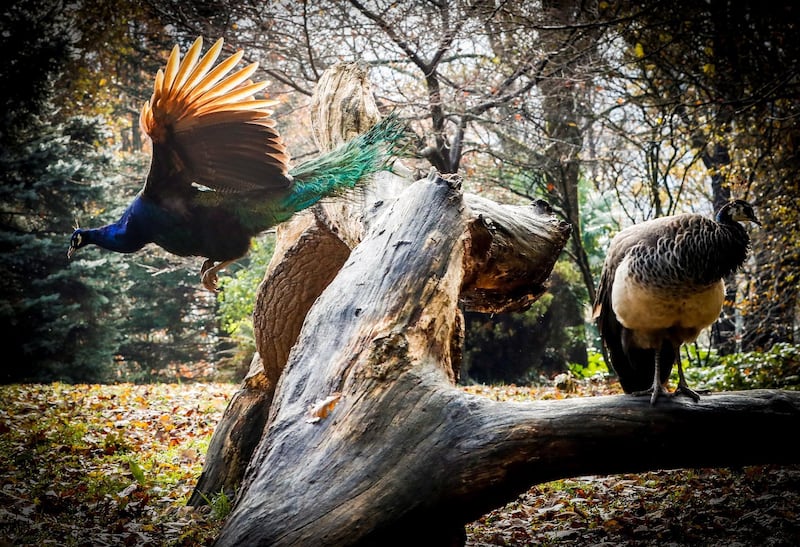 Peacocks 'pose' for the photographer as they walk through the Cristina Enea park in San Sebastian, northern Spain.  EPA