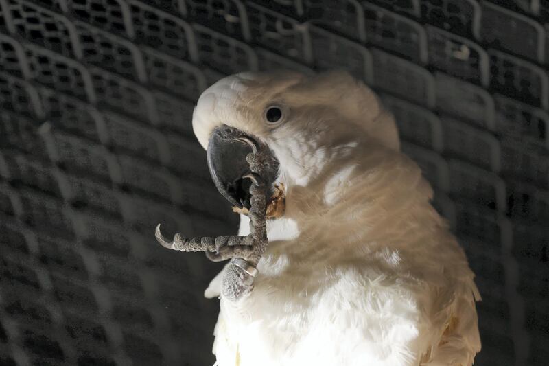 Dubai, United Arab Emirates - July 03, 2019: Umbrella cockatoo. The Walkabout. The Green Planet for Weekender. Wednesday the 3rd of July 2019. City Walk, Dubai. Chris Whiteoak / The National