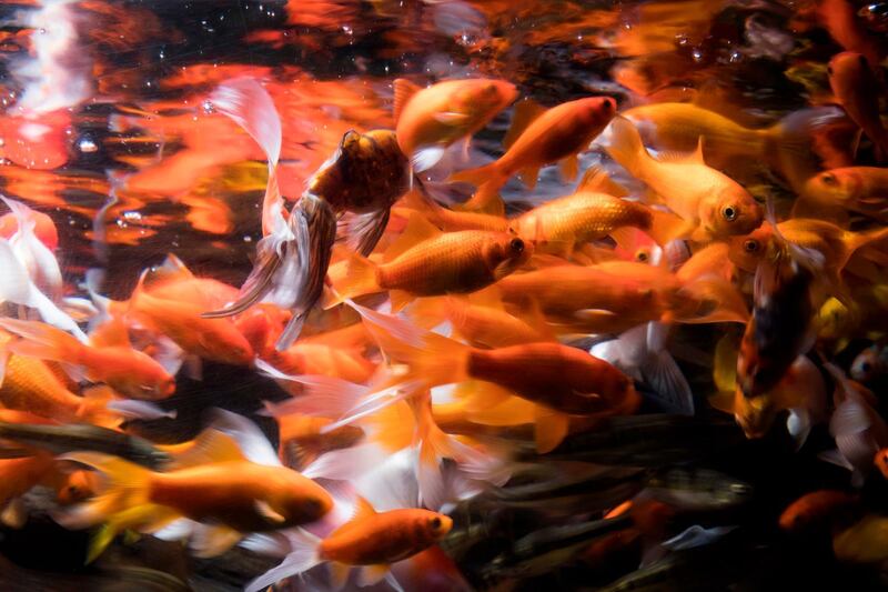 Abandoned goldfish displayed in an aquarium after after quarantined at the Aquarium in Paris. AFP