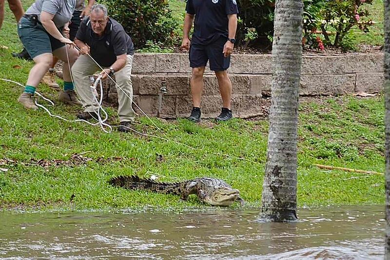 A crocodile is captured in the northern Queensland town of Ingham after raging floods flushed the reptiles into towns. AFP