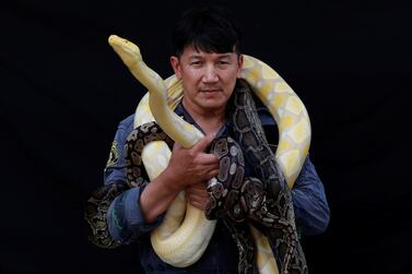 Firefighter Pinyo Pukpinyo, known as 'snake wrangler', poses for a photograph with pythons of which some were caught by him, in Bangkok, Thailand August 9, 2019. REUTERS/Soe Zeya Tun SEARCH "SNAKE CATCHER" FOR THIS STORY. SEARCH "WIDER IMAGE" FOR ALL STORIES.