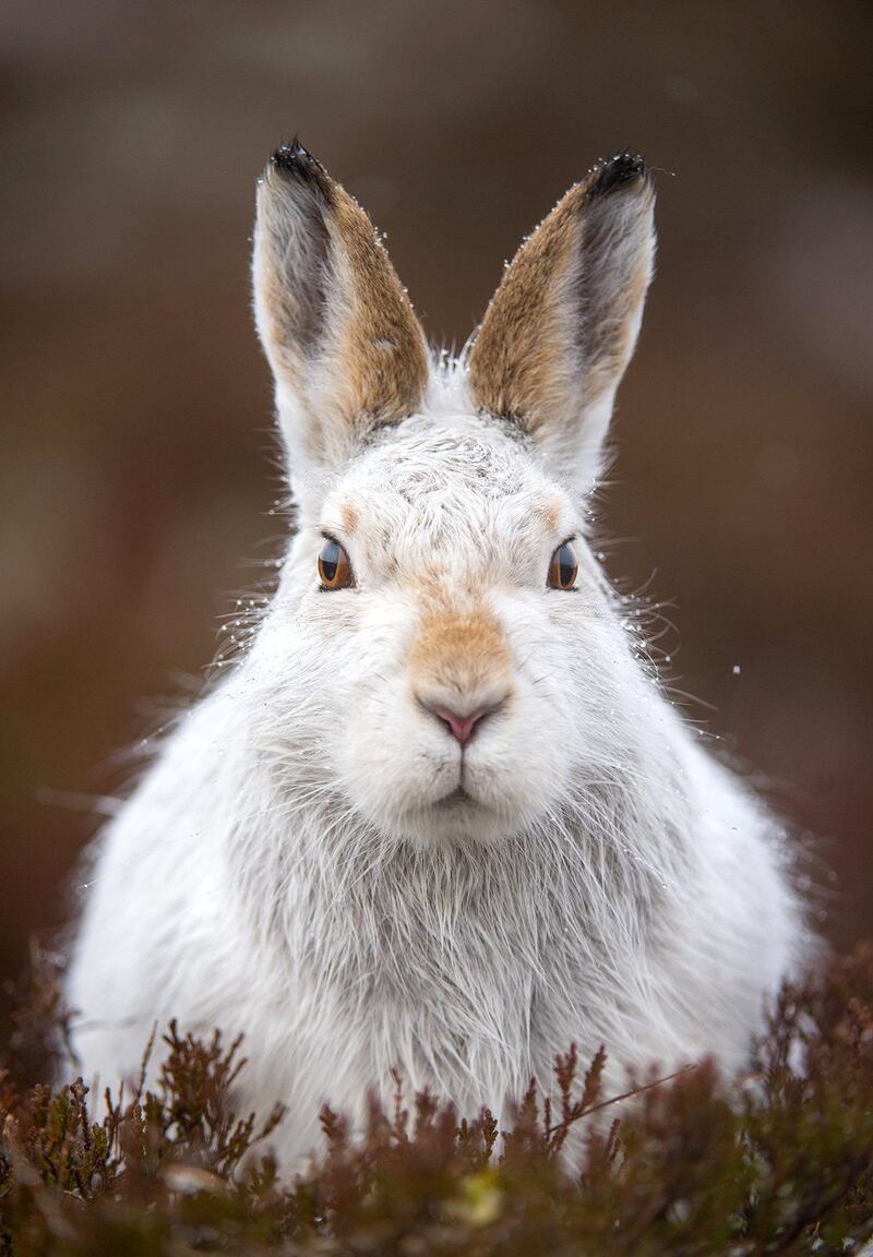 Mountain Hare Lepus timidus
Close up portrait of an adult mountain hare. 
Cairngorms National Park, Scotland, UK