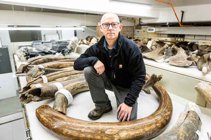 Mat Wooller, director of the Alaska Stable Isotope Facility, kneels among a collection of mammoth tusks at the University of Alaska Museum of the North. University of Alaska Fairbanks / AFP