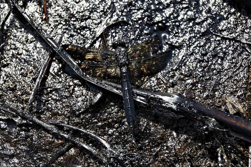 A dead dragonfly, covered in oil, lies on the shore of an irrigation canal that flows into the river San Juan in Cadereyta. Daniel Becerril / Reuters