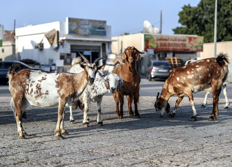 Umm Al Quwain, UAE, March 28, 2018.  The old town of UAQ is getting a facelift.  Old homes are being demolished by government contractors while the residents of these homes have been relocated to several different areas in UAQ .  Goats at the main syteets of the neighborhood.
Victor Besa / The National
National
Reporter:  Anna Zacharias