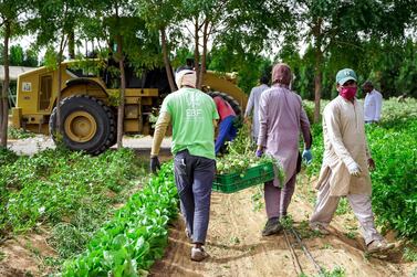 The UAE is home to over 24,000 farms, according to Adio, which is allocating funds to accelerate innovation in local agriculture. Victor Besa / The National