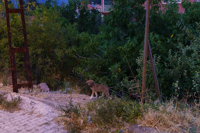 A small puppy hiding in the bushes in Gundogmus, Antalya.