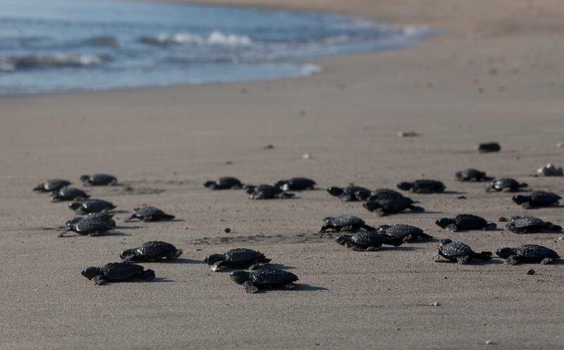 Baby turtles are released into the ocean in Bali, Indonesia on Tuesday, July 6, 2021.  Dozens of newly hatched Lekang turtles were released during a campaign to save the endangered sea turtles.  (AP Photo / Firdia Lisnawati)