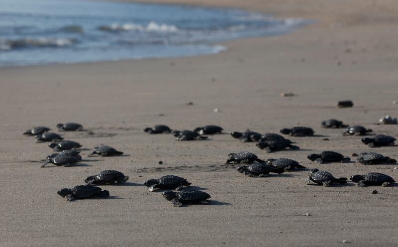 Teams from Nawah regularly conduct checks of the beaches that surround the Barakah Nuclear Energy Plant.