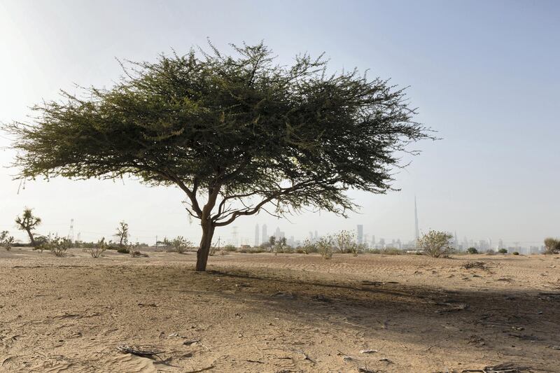 A Ghaf tree, protected from destruction by local law, stands on the desert site reserved for the Mohammed Bin Rashid City development in Dubai, United Arab Emirates, on Thursday, May 30, 2013. Dubai Financial Market climbed the most in more than a year as the emirate's economic recovery spurs investor expectations for initial public offerings on the bourse. Photographer: Duncan Chard/Bloomberg via Getty Images