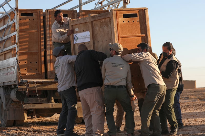 Environment Agency - Abu Dhabi members help colleagues from Jordan's Royal Society for the Conservation of Nature unload an Arabian oryx exported to the Shaumari Wildlife Reserve.