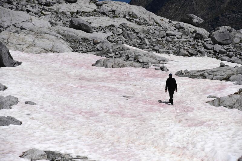 A man walking on Italy's Presena glacier, near Pellizzano, where the snow has turned pink supposedly due to the presence of colonies of algae from Greenland. AFP