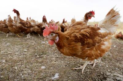 Since H5N1 was identified, the global poultry population is thought to have doubled to about 30 million, which increases the risk of outbreaks. AP