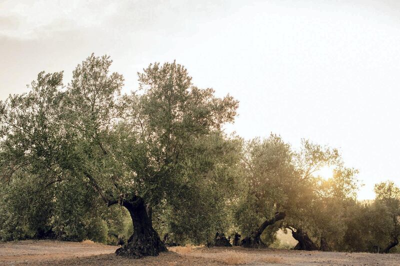 An olive grove near Baeza in Jaen province. Photographer Kira Walker