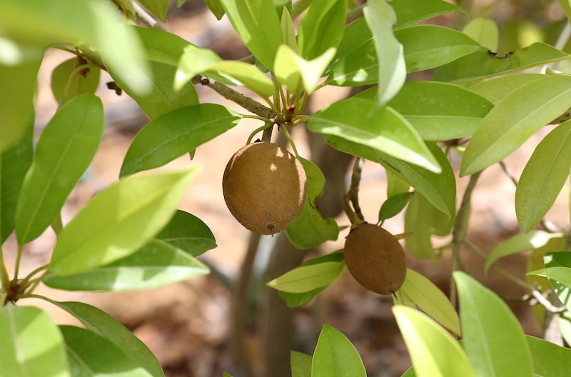 A chikoo plant is among several tropical fruit trees in the Dake back garden