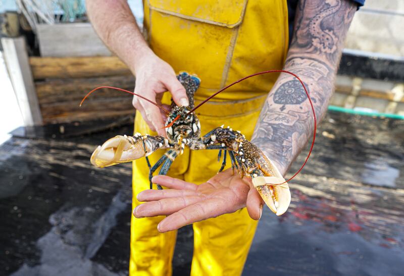 Lobsters might find themselves with more protection from animal cruelty if a UK bill includes them and is passed. Getty