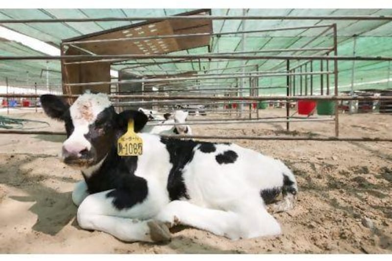 New neighbours coming: calves at the rapidly growing Al Rawabi Dairy farm in Al Khawaneej.