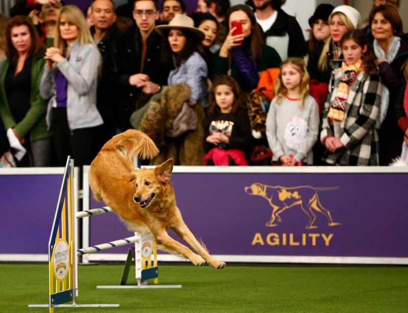 Golden retriever Twist competes in the masters agility championship. Photo: AP