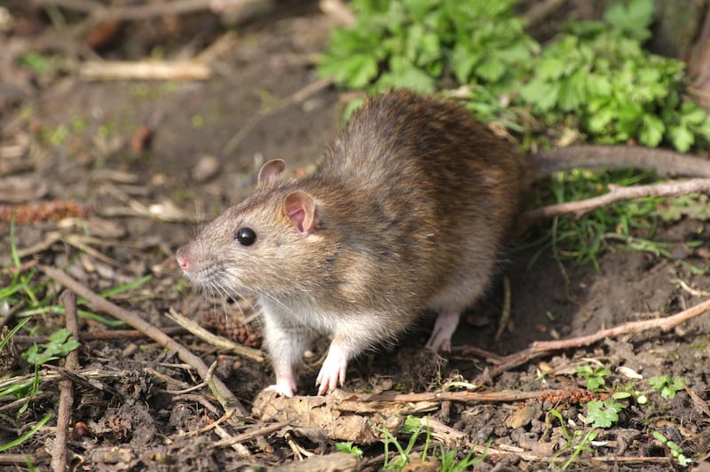B96WJE Brown Rat - Rattus norvegicus