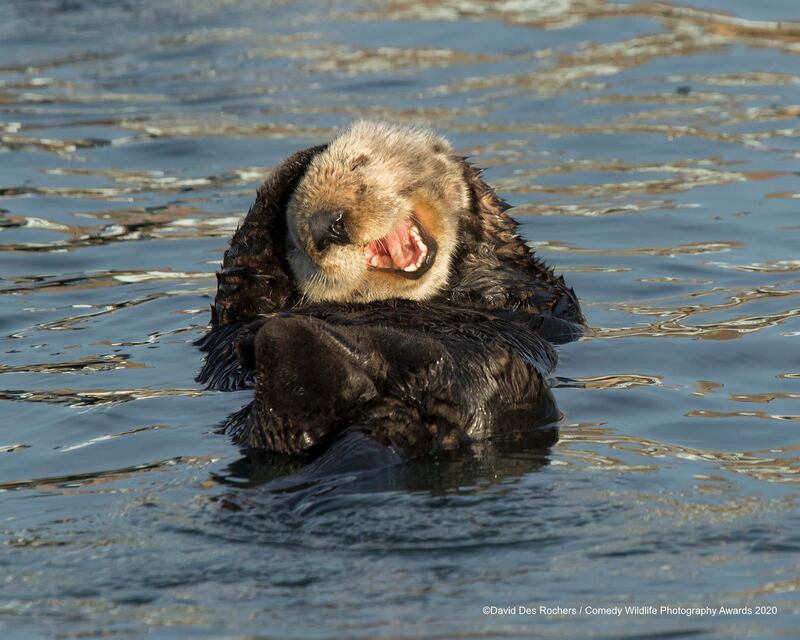 The Comedy Wildlife Photography Awards 2020
David DesRochers
Somerset
United States
Phone: 
Email: 
Title: Laughing Sea Otter
Description: Sea Otter floating in Morro Bay, California
Animal: Sea Otter
Location of shot: Morro Bay, California