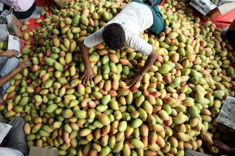 An Indian worker spreads mangoes before packing them for sale at a wholesale fruit market in Jammu, the winter capital of Kashmir, India.  Jaipal Singh / EPA