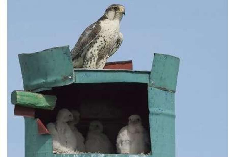 The Environment Agency-Abu Dhabi is working with the Ministry of Nature, Environment and Tourism on an artificial nesting project in Mongolia aimed at increasing the wild saker falcon population.