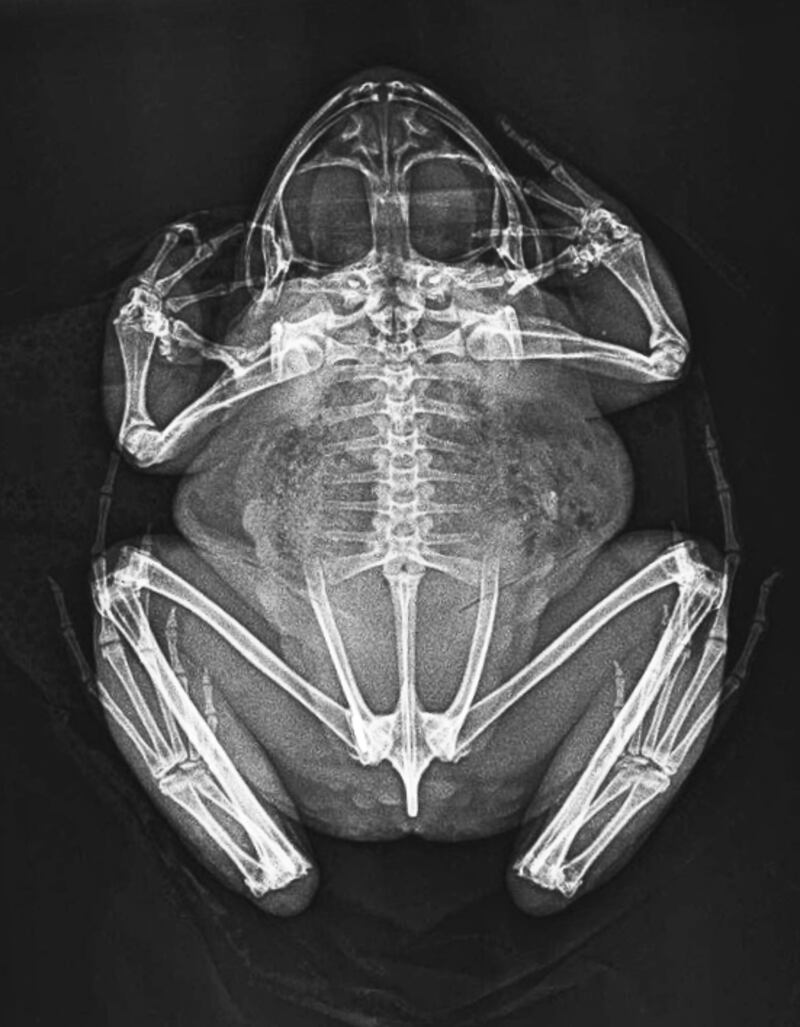 An X-ray of a mountain chicken frog taken by London Zoo vets. PA