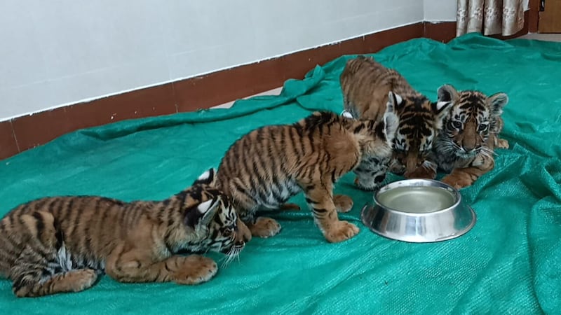 About 40 camera traps, a forest department team and scores of villagers are searching for a tigress to reunite her with her four cubs in Andhra Pradesh. Photo: Forest Department