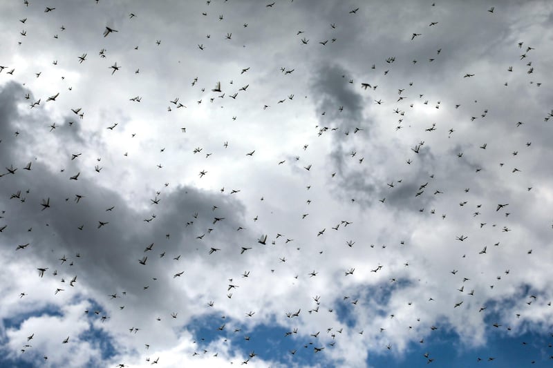 Locusts swarm the sky over the Huthi-rebel-held Yemeni capital Sanaa on July 28, 2019.  / AFP / Mohammed HUWAIS
