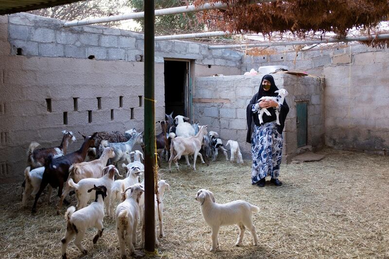 RAS AL KHAIMAH, UNITED ARAB EMIRATES - JANUARY 21, 2019.

Umm Salem carries a lamb in her farm in Wadi Al Aim.

(Photo by Reem Mohammed/The National)

Reporter: RUBA HAZA
Section:  NA