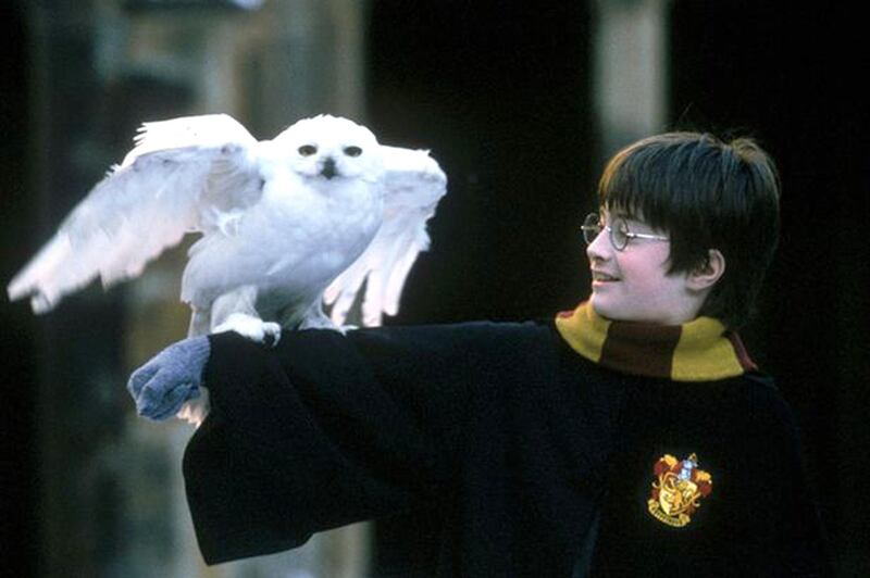 Harry Potter and his owl Hedwig
CREDIT: Courtesy Warner Bros.