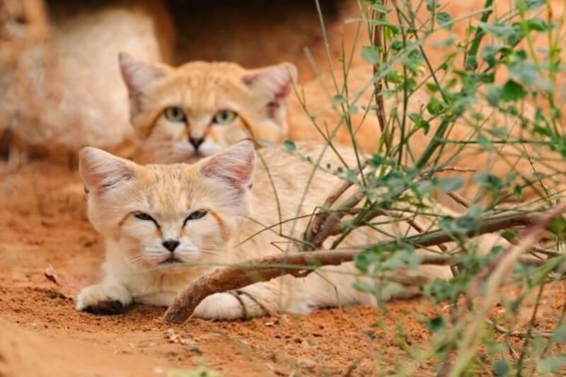 Arabian sand cats are some of the rare species in the UAE to get special attention to help preserve their future. Courtesy Al Ain Zoo 