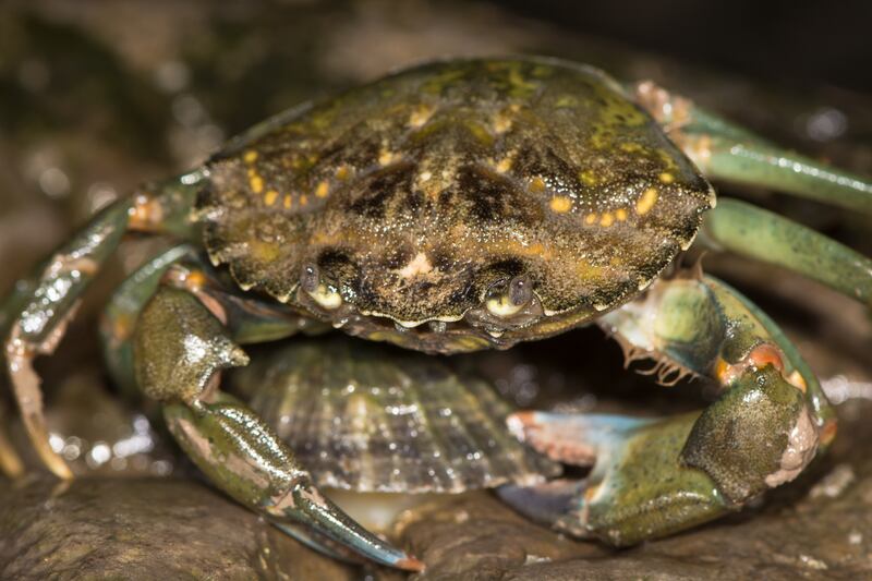Shore crabs have damaged shellfish beds in the US and are now found in Australia, South Africa and South America. Getty Images