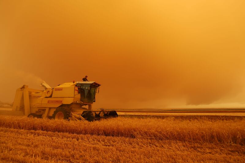 The harvest continues in Zardana, as the dust storm blows in.