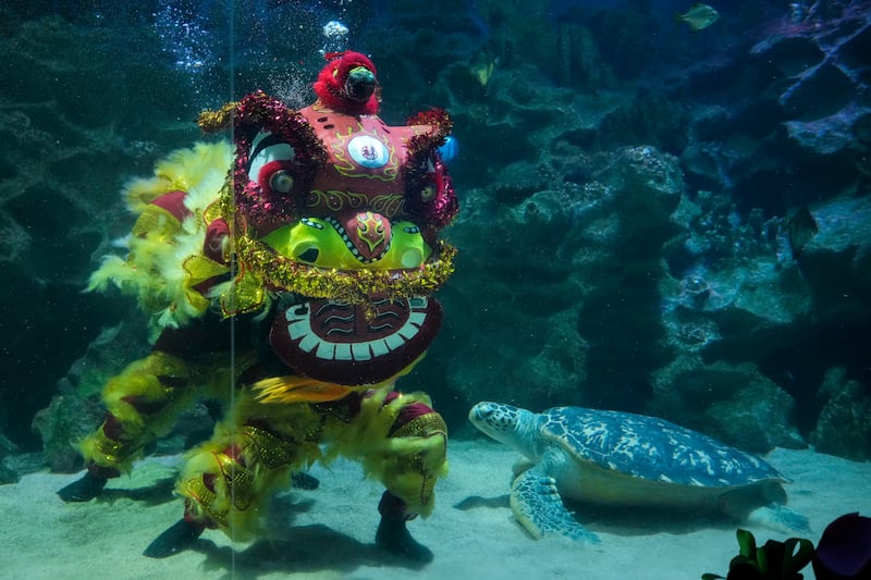 Divers perform an underwater Lion Dance at the KLCC Aquaria ahead of Chinese Lunar New Year celebrations in Kuala Lumpur, Malaysia. AP Photo