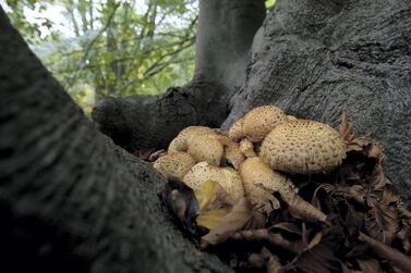 Fungi are already being used to generate energy. Getty