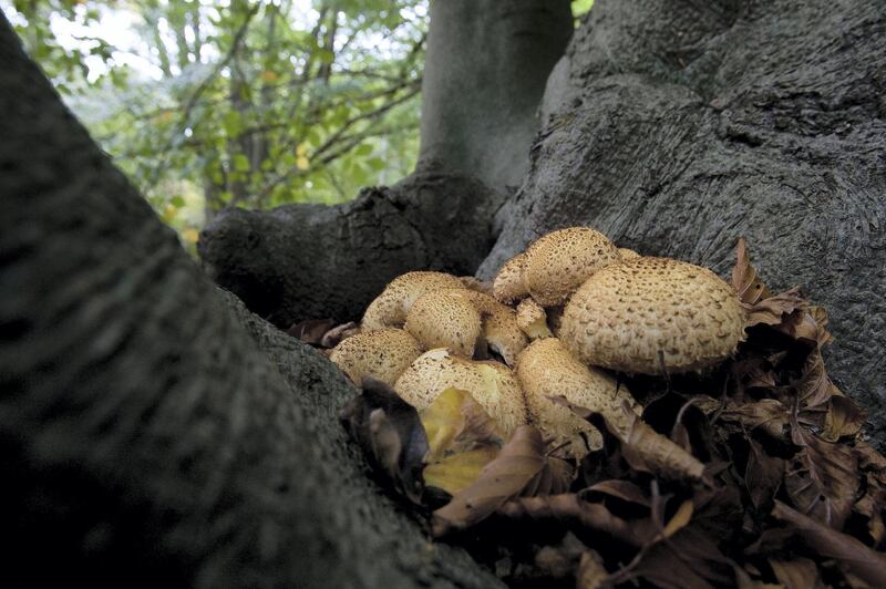 LONDON - OCTOBER 25:  Fungi grow on the trunk of a tree in Epping Forest on October 25, 2008 in London, England. With around 1,200 different species of fungi, Epiing Forest is one of the richest fungal sites in the UK.  (Photo by Dan Kitwood/Getty Images)